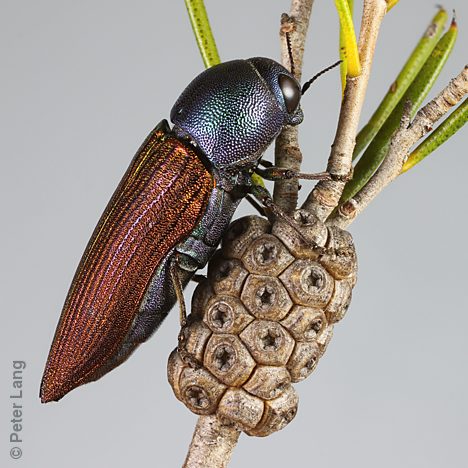 Bubastes vagans, PL3454, female, on Melaleuca uncinata, EP, 21.5 × 6.9 mm